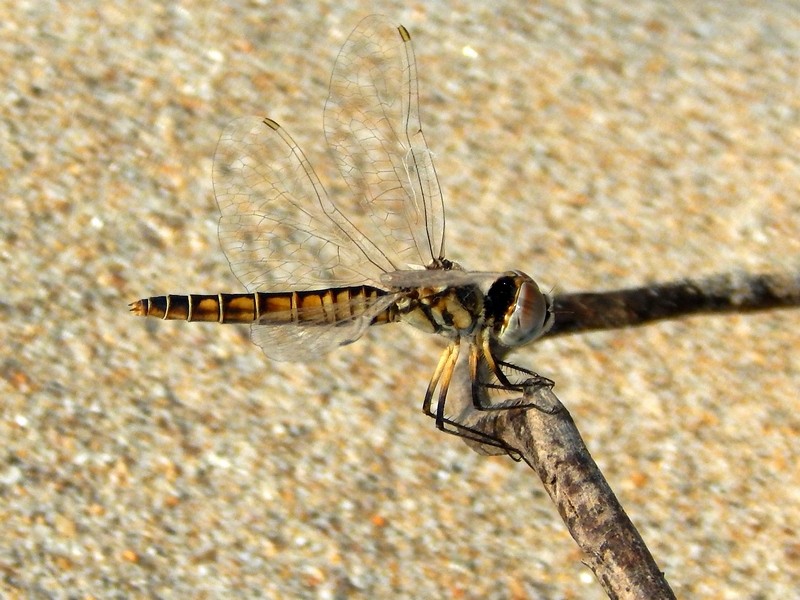 Selysiothemis nigra, femmina